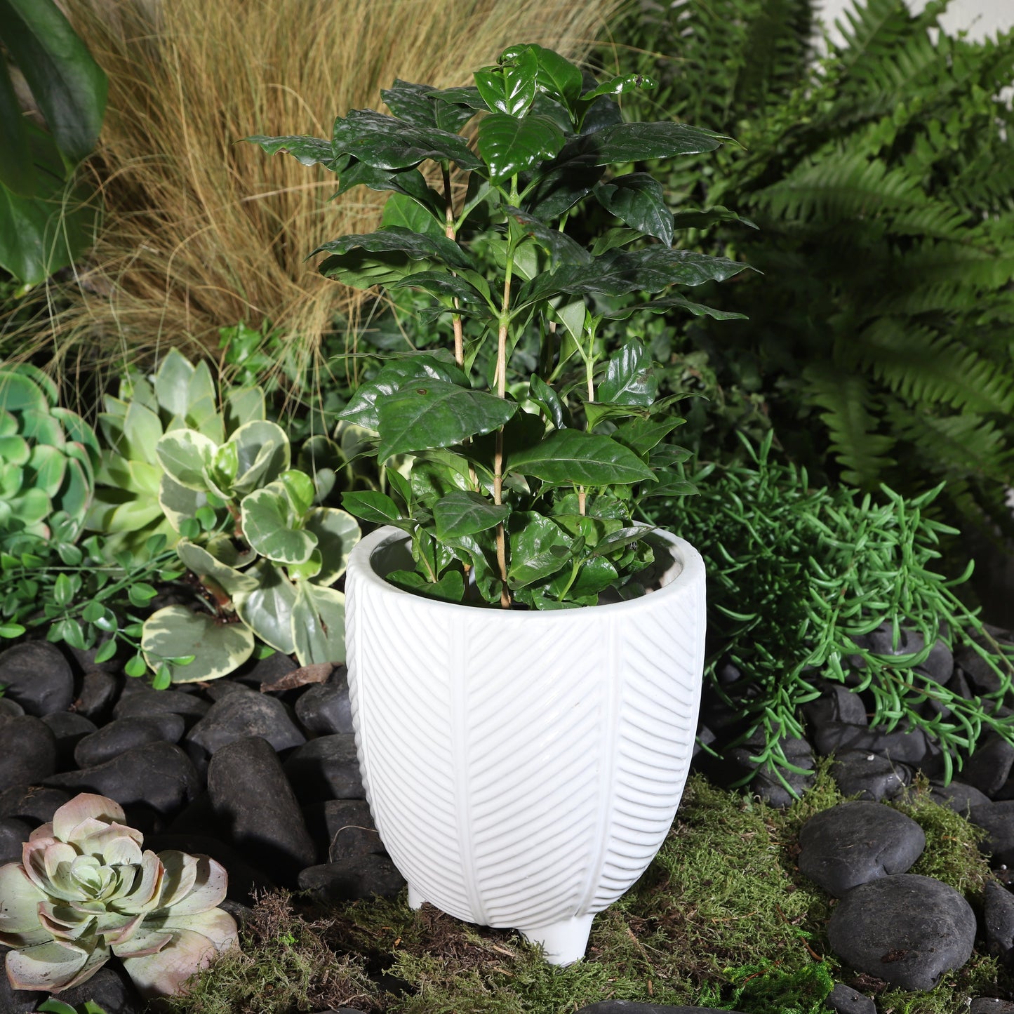 Porcelain, 6" Dia Footed Planter, White